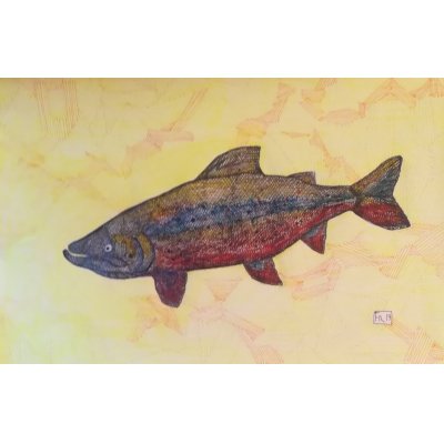 Zeichnung Salmon
