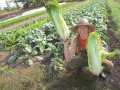 Bio-Gemüse erfolgreich direktvermarkten.   Der Praxisleitfaden für die Vielfalts-Gärtnerei auf kleiner Fläche